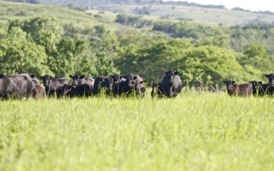 Summer Grazing
